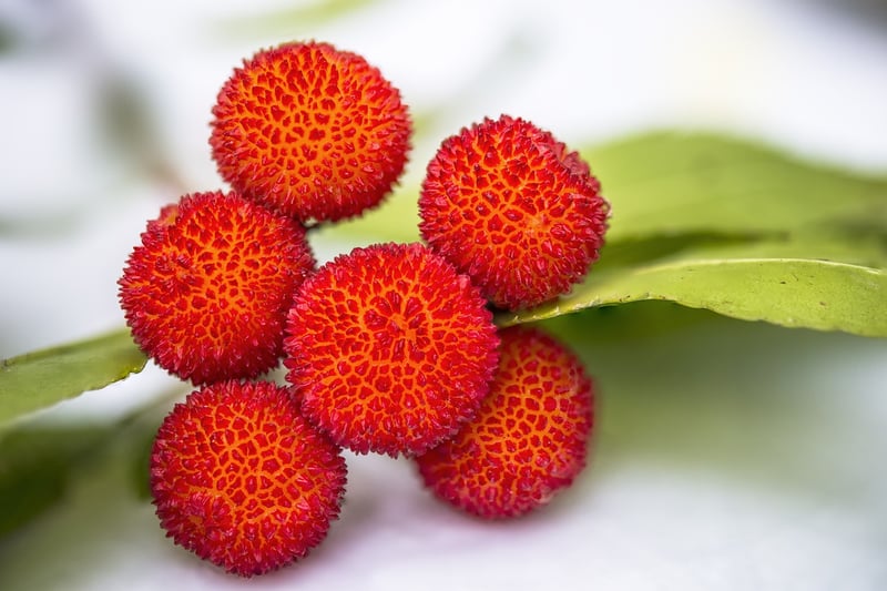 Edible Flower Creations