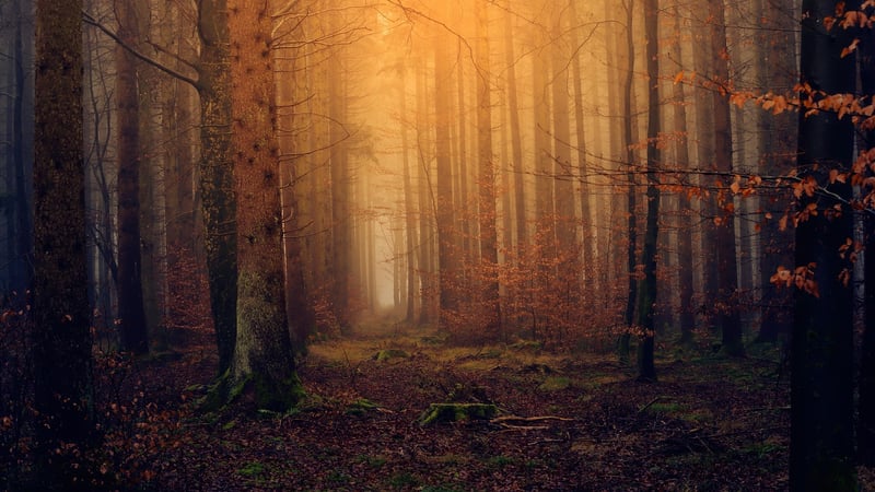Magical Forest Settings
